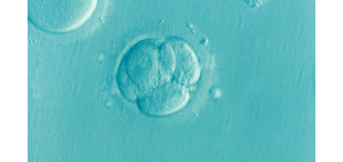 Embryo 1514192 1280